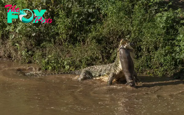 Crocodile Eats Baby Hippo in Gruesome Video