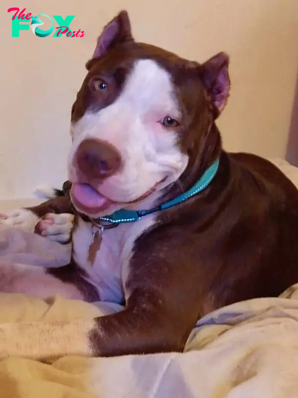 cute dog laying in the house