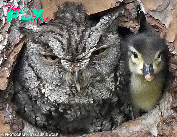 Amateur photographer Laurie Wolf captured this image of a duckling sharing a nest with an owl in her backyard in Jupiter, Florida