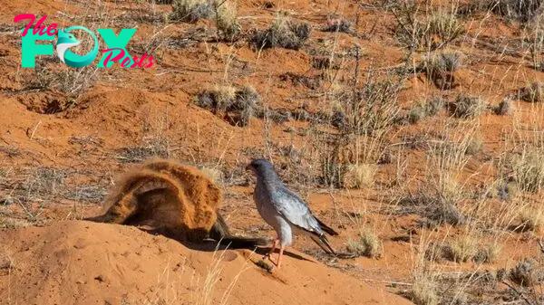 Honey Badger Hunts 2 Snakes While Hawk & Jackal Wait for Scraps