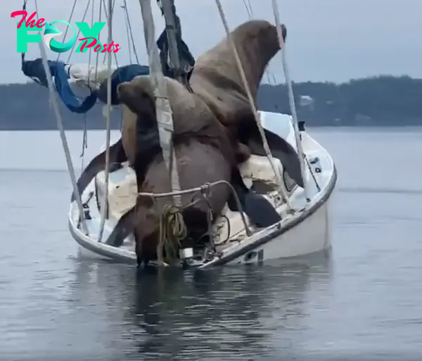 Giant sea lions go for a ride on someone's boat but they're way too heavy