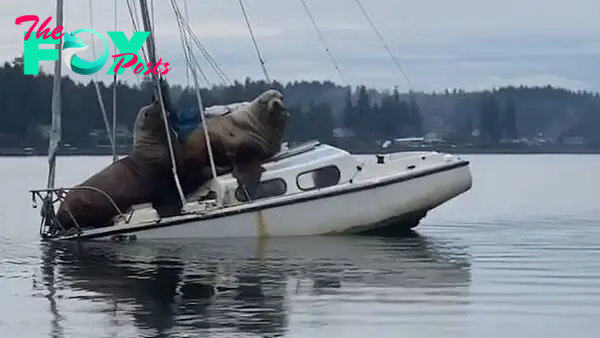 Video: Pair of sea lions almost sink an abandoned boat in Washington | Daily Mail Online