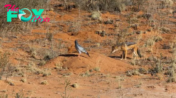 Jackal and hawk wait patiently while badger digs for prey