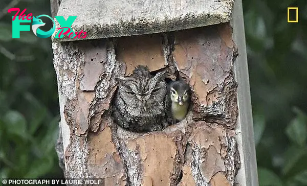 An owl and duckling were caught peeking out from a bird box in a backyard in Florida