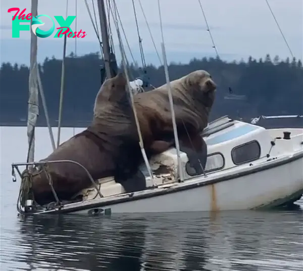 Two Gigantic Sea Lions “Borrow” Someone's Boat, And The Video Is Ridiculous