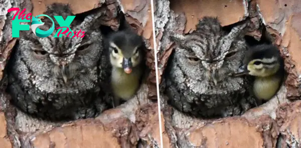 your daily dose of knowledge — i learned that an Owl mistakenly took a duck egg...