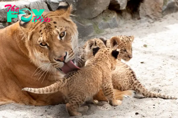 Visitors are flocking to the zoo to catch a glimpse of the cute liger cubs.