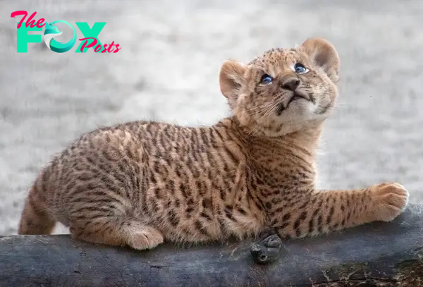 The adorable baby ligers were born on May 16.