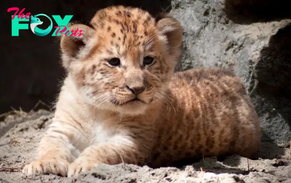 The liger cubs have their own distinct personalities.