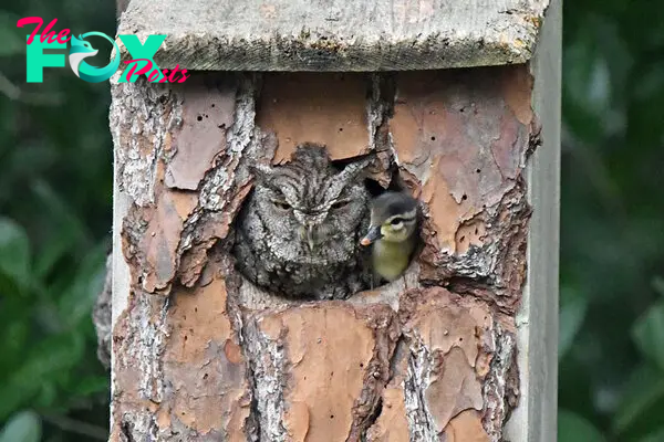 Duckling Gets Raised By An Owl And The Photos Are Adorable