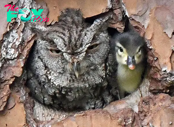 Duckling Gets Raised By An Owl And The Photos Are Adorable