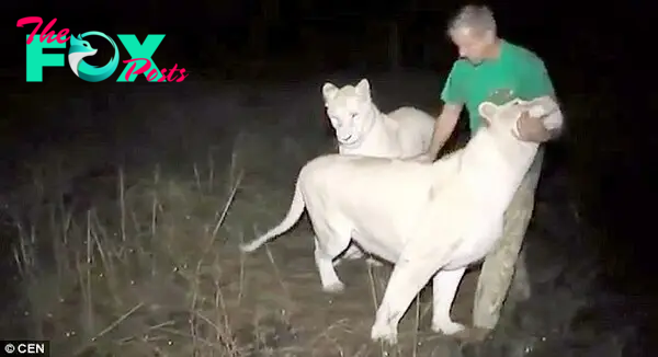 Head of the park, Oleg Zubkov, greets the wild lions and strokes them as if they were domestic cats