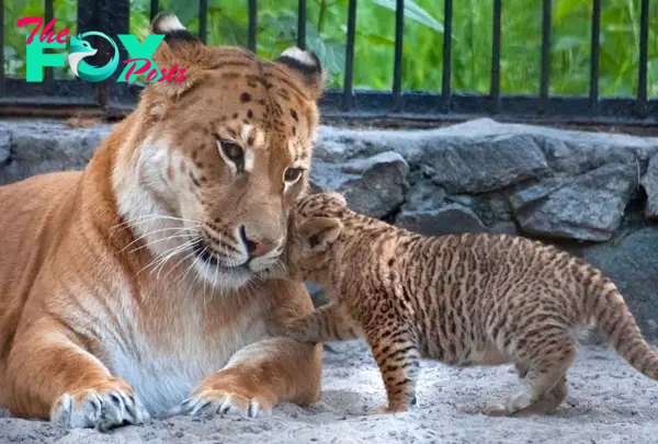 Ligers are a rare mix of a lion and a tiger.