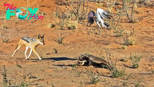 Honey Badger Hunts 2 Snakes While Hawk & Jackal Wait for Scraps