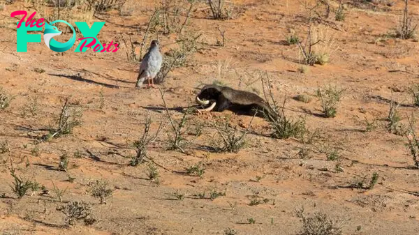 Honey Badger Hunts 2 Snakes While Hawk & Jackal Wait for Scraps