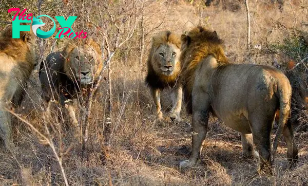 The Majingilane Lions Of Sabi Sands Secret Africa, 57% OFF