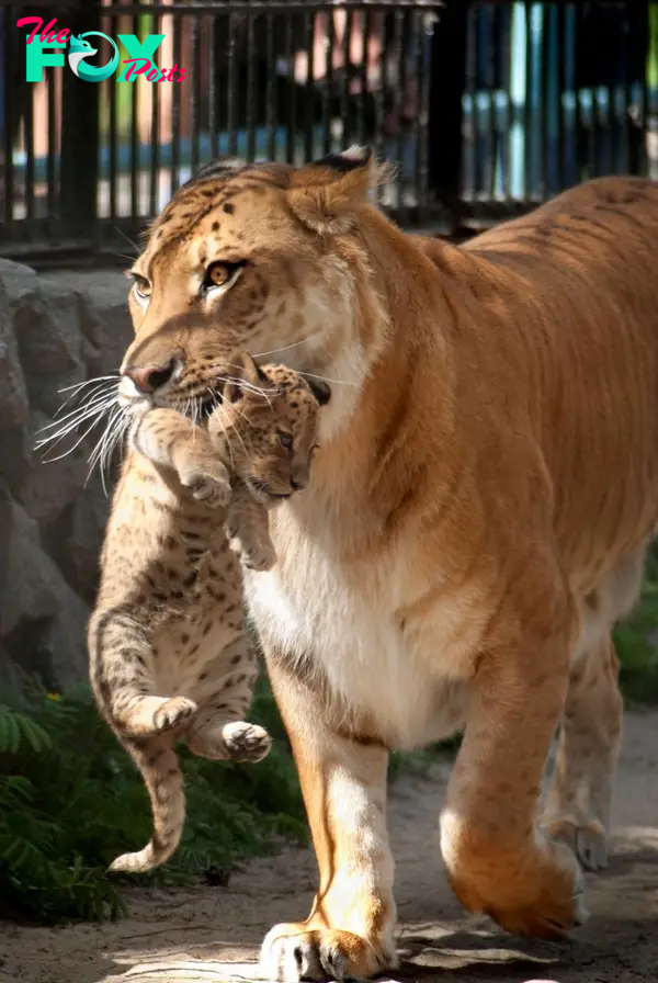 The playful cubs keep getting into trouble at the Novosibirsk Zoo in Russia.