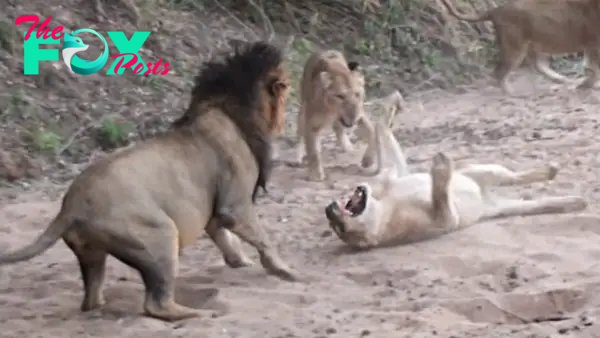 Male Lion vs. Lionesses: Fight Over a Kill