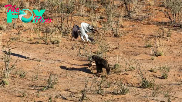 Honey Badger Hunts 2 Snakes While Hawk & Jackal Wait for Scraps