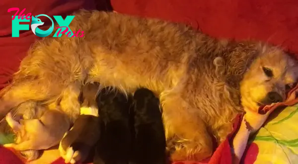 mother dog feeding four puppies