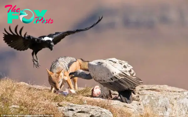 The vultures and jackals scrap over a carcass in South Africa