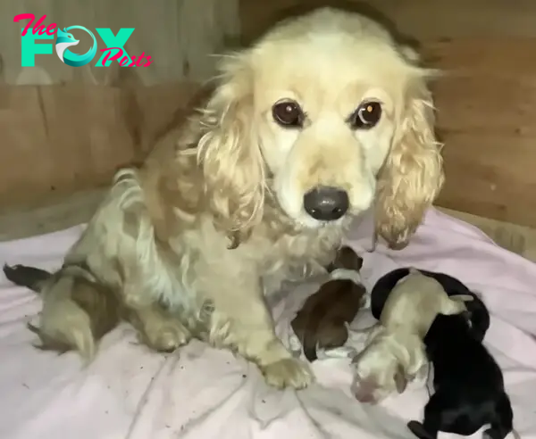 mother dog and four puppies