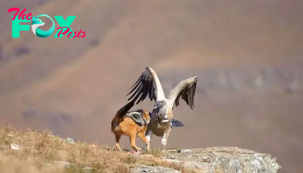 The vulture begins to fly away realising the jackal was going to continue fighting hard for its food