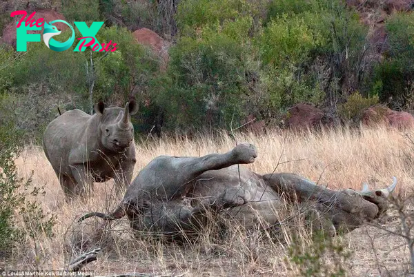 I love you mum! The baby rhino rushes to its mother's side once the scene is safe and the elephant has gone