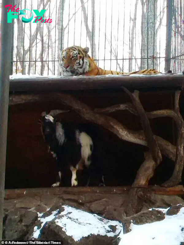 Undated file photo. The tiger didn't even get angry when the billy goat muscled in on his bed (pictured)