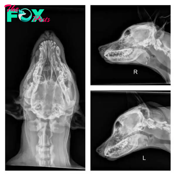 squish dog x rays