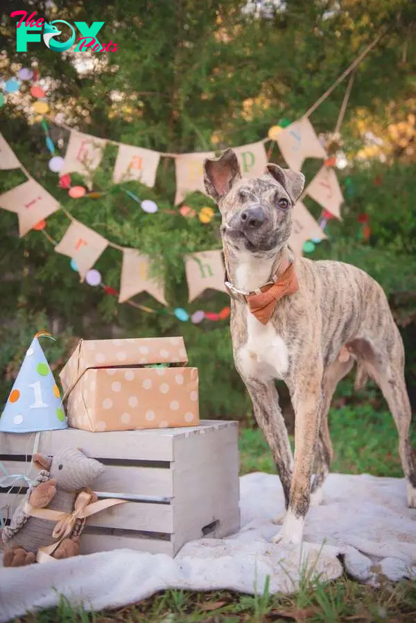 squish dog saved from euthanasia