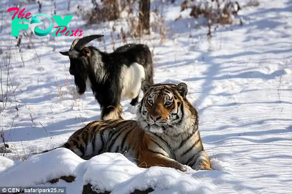 Undated file photo shows Timur, pictured behind Amur, who was sent into the big cat's den in 2015 as live prey and was supposed to be the predator's lunch