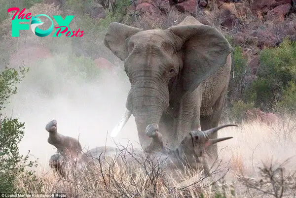 Immobilised: The helpless rhino is left prostrate, lying on its back after the elephant's brutal attack