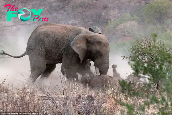 Protective mother: The rhino was attacked while trying to protect her calf from the rampaging elephant