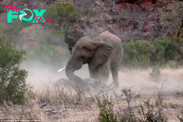 African assault: The one-tusked elephant attacks the rhino with its truck as it lies injured in the dust