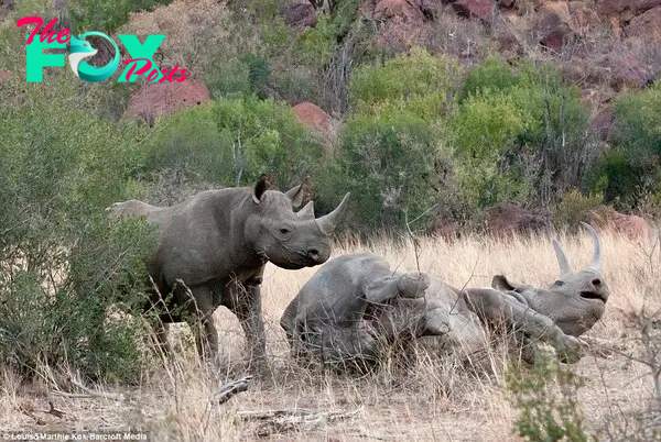 Caring child: The calf tends to its mother, which lies on the ground, groaning in pain from her injuries