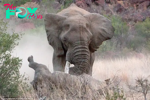 Tossed and turned: The large male elephant charges at the female rhino and flips it onto its side