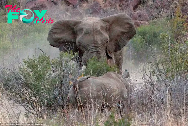 Cowering: The rhino calf watches on, hiding in the shrubs as the elephant attacks its mother