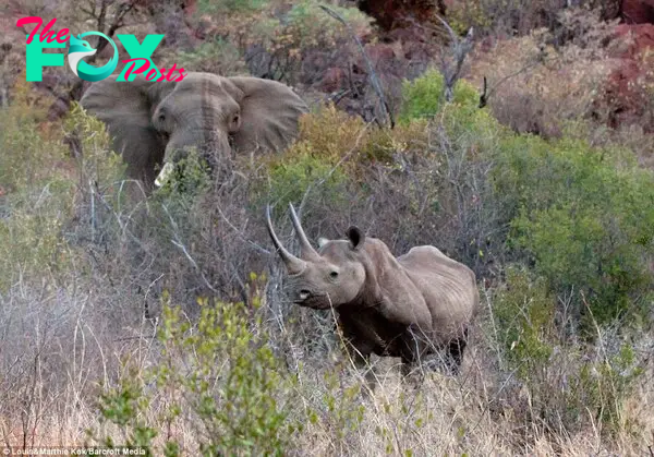 Baby blues: The calf emerges in search of its mother as the elephant peers on it the background