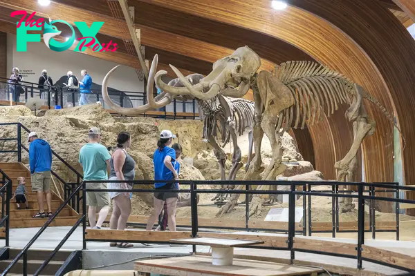 Visit - The Mammoth Site