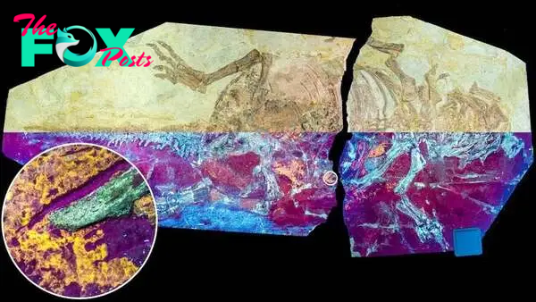 A handout image, formed by combining different images, shows a dog-sized fossil of the Cretaceous Period dinosaur Psittacosaurus from China, the upper half of the image is displayed in natural light, and the lower half in UV light, revealing the orange-yellow fluorescence of fossilised skin. PHOTO: REUTERS