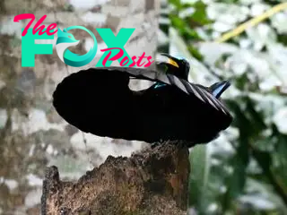 A dark bird sits on a piece of wood with its wings out in front of it forming a circle. The details of the very black wings seem to disappear