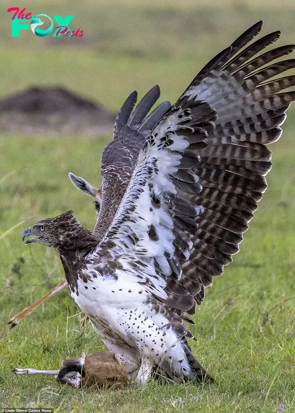 The giant eagle stood over its victim and spread its wings to look as intimidating as possible to the Thompson's Gazelle mother