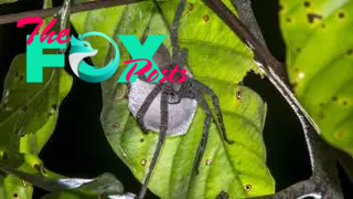 A gray brazilian wandering spider sits on a green leaf over a large white egg