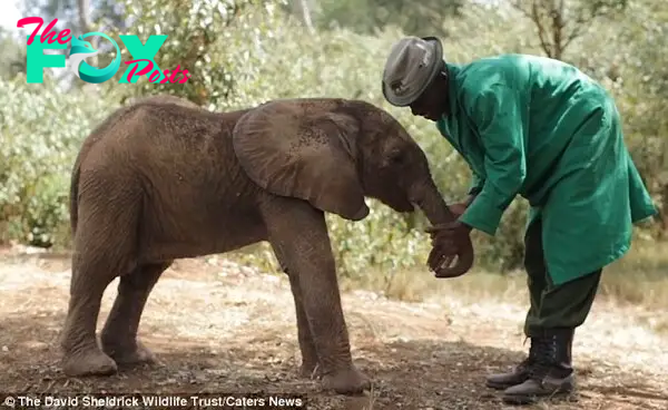 Treatmemt: One clip shows a calf enjoying having its trunk rubbed by a carer to clear its naval cavities