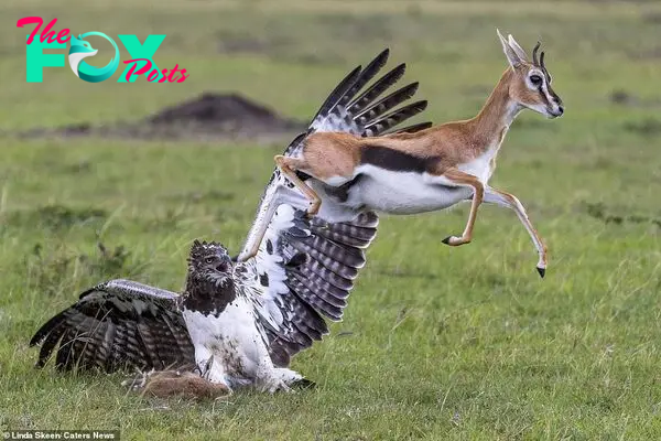 Unsuccessful: The gazelle doesn't manage to free her young from the clutches of the eagle and is forced to retreat or face getting seriously injured herself