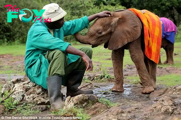 Hey buddy: Photographer Antony Kimani explained that the blankets were like a lifeline for the young elephants as without their mothers to cuddle up to they relied on the blankets for warmth and comfort