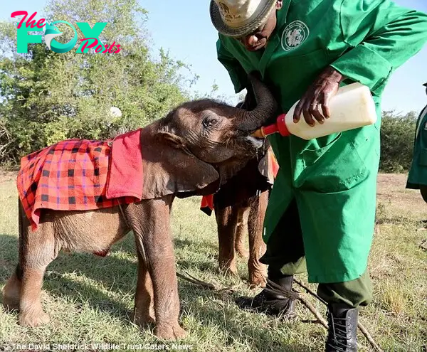 Yummy: 'In the wild baby elephants are sheltered from the wind, rain and sun by their herd, from the cold of the night and cooled in the shadow of their mother from the harsh rays of the sun during the heat of the day'