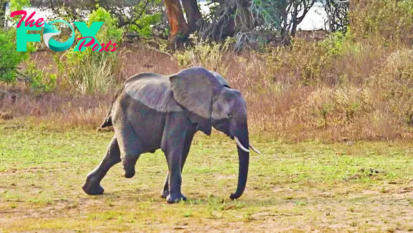 This is How an Elephant Walks With 3 Legs