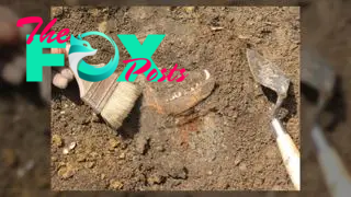 This photo shows the excavation of a dog mandible from a well of a fort at Jamestown. Photo courtesy Jamestown Rediscovery Foundation (Preservation Virginia)